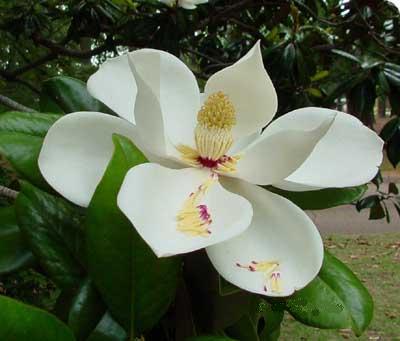 Southern Magnolia 2